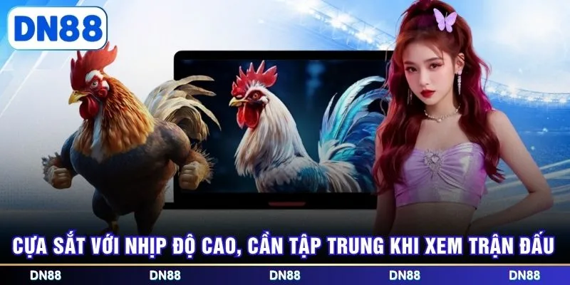 Cựa sắt với nhịp độ cao, cần tập trung khi xem trận đấu